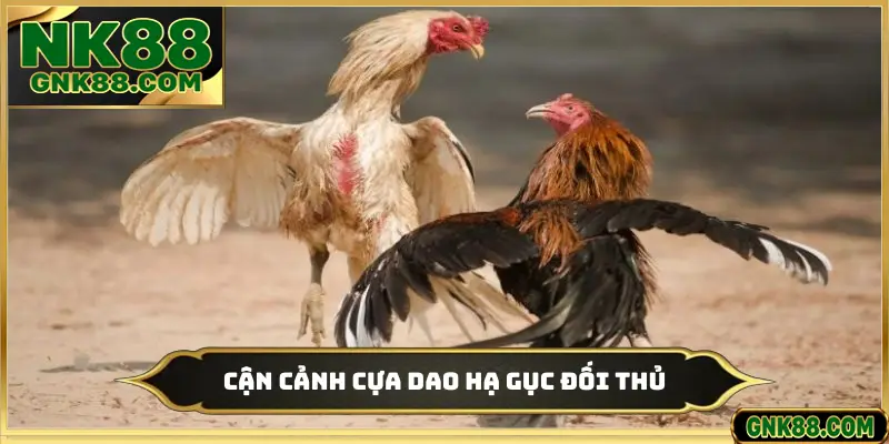 Cận cảnh cựa dao hạ gục đối thủ