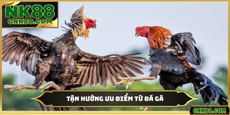 Tận hưởng ưu điểm từ đá gà